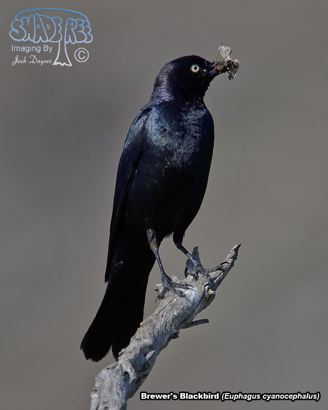 Brewer's Blackbird - Euphagus cyanocephalus