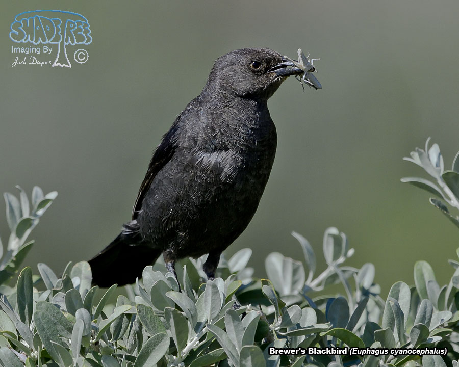 Brewer's Blackbird - Euphagus cyanocephalus