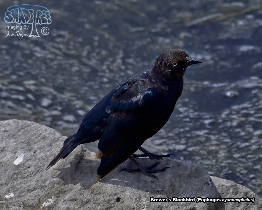 Brewer's Blackbird - Euphagus cyanocephalus