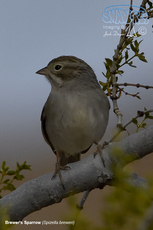 Brewer's Sparrow - Spizella breweri