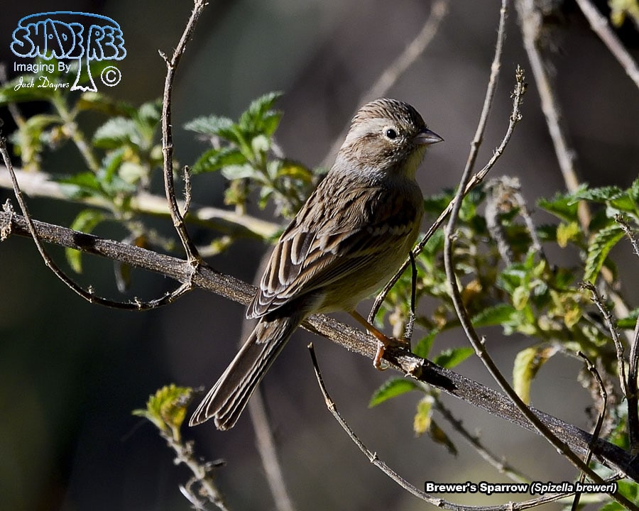Brewer's Sparrow - Spizella breweri