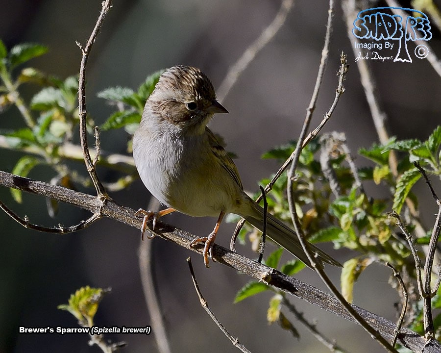 Brewer's Sparrow - Spizella breweri