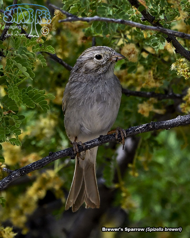Brewer's Sparrow - Spizella breweri