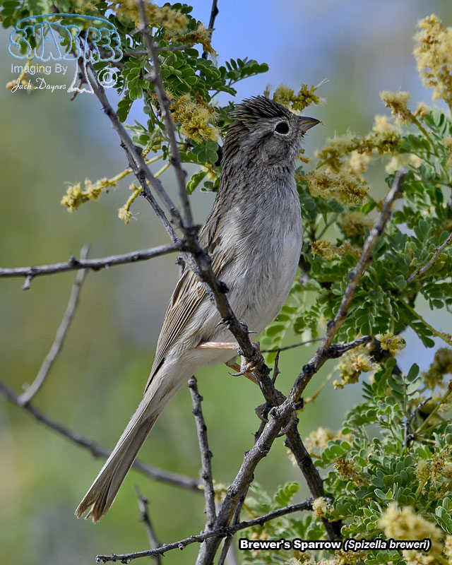 Brewer's Sparrow - Spizella breweri
