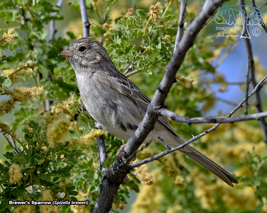 Brewer's Sparrow - Spizella breweri
