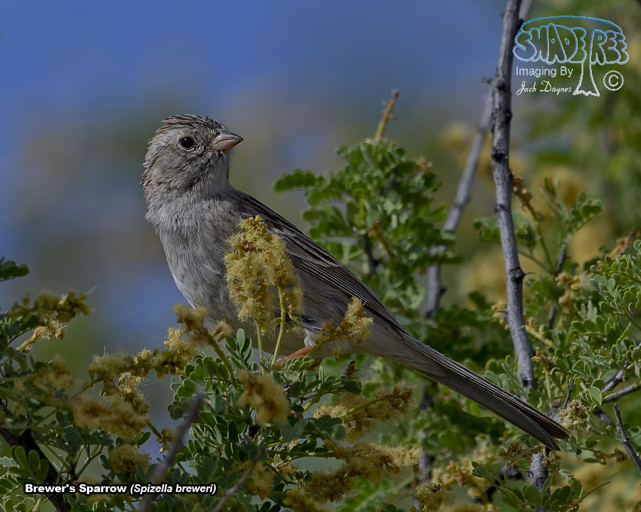 Brewer's Sparrow - Spizella breweri
