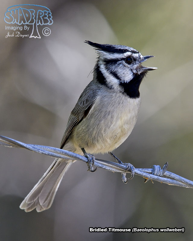 Bridled Titmouse - Baeolophus wollweberi