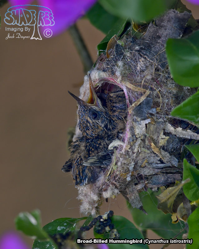 Broad-Billed Hummingbird - Cynanthus latirostris