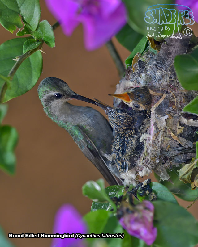 Broad-Billed Hummingbird - Cynanthus latirostris