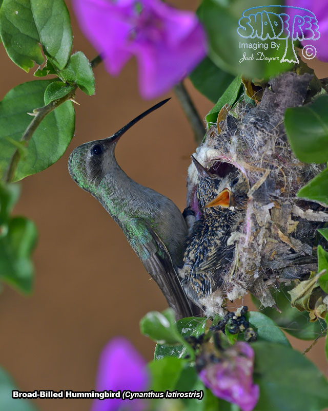 Broad-Billed Hummingbird - Cynanthus latirostris