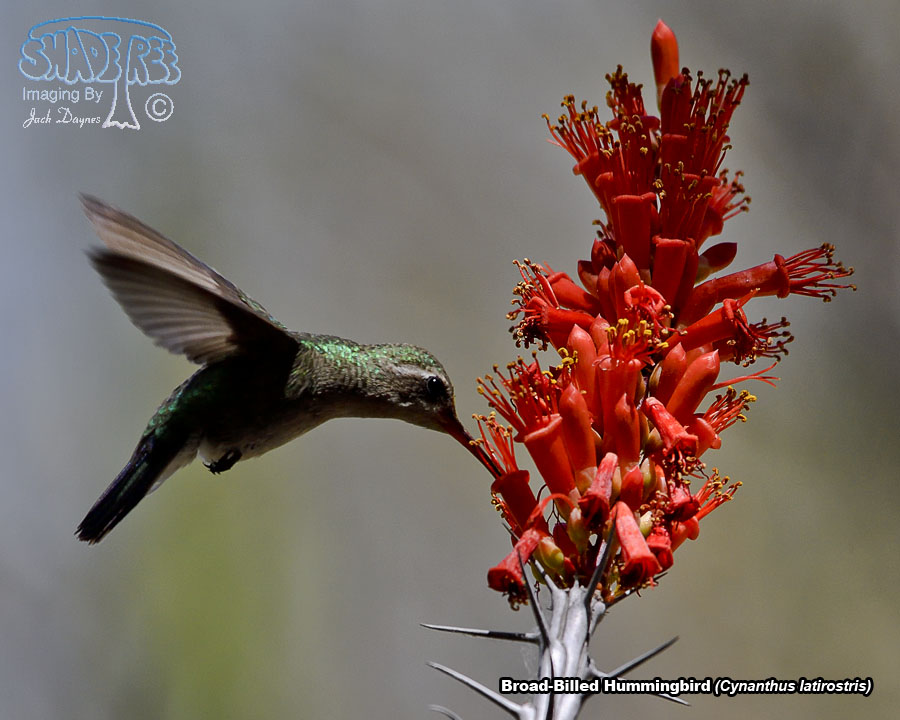 Broad-Billed Hummingbird - Cynanthus latirostris