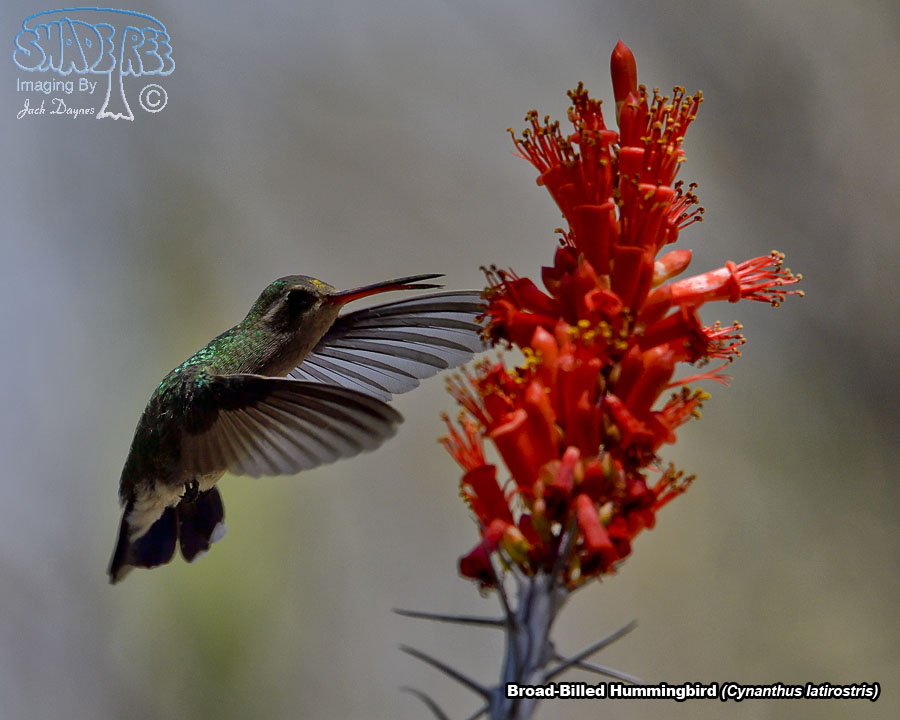 Broad-Billed Hummingbird - Cynanthus latirostris