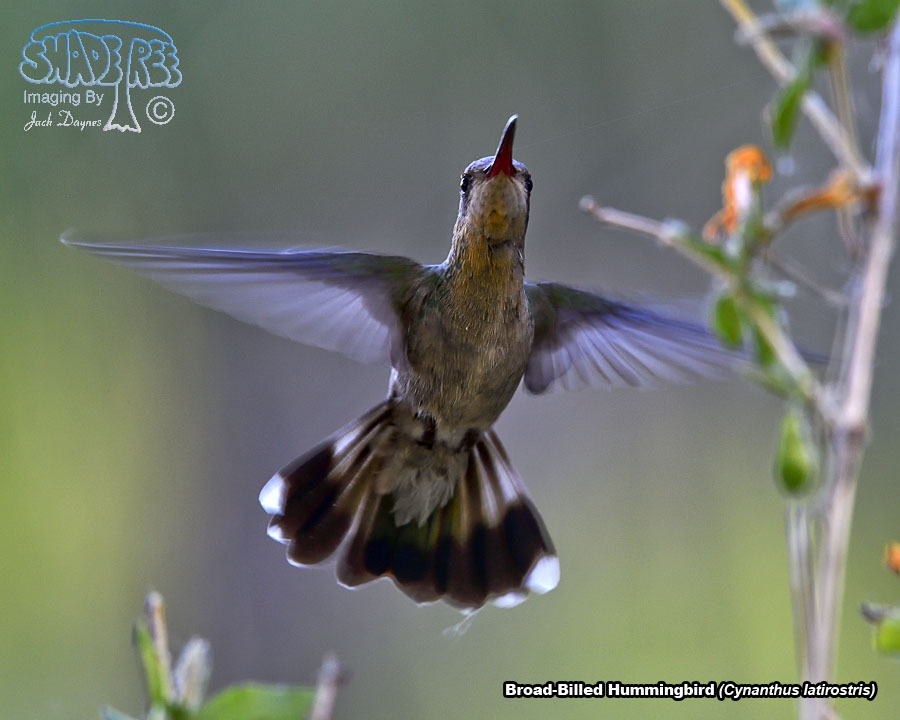 Broad-Billed Hummingbird - Cynanthus latirostris