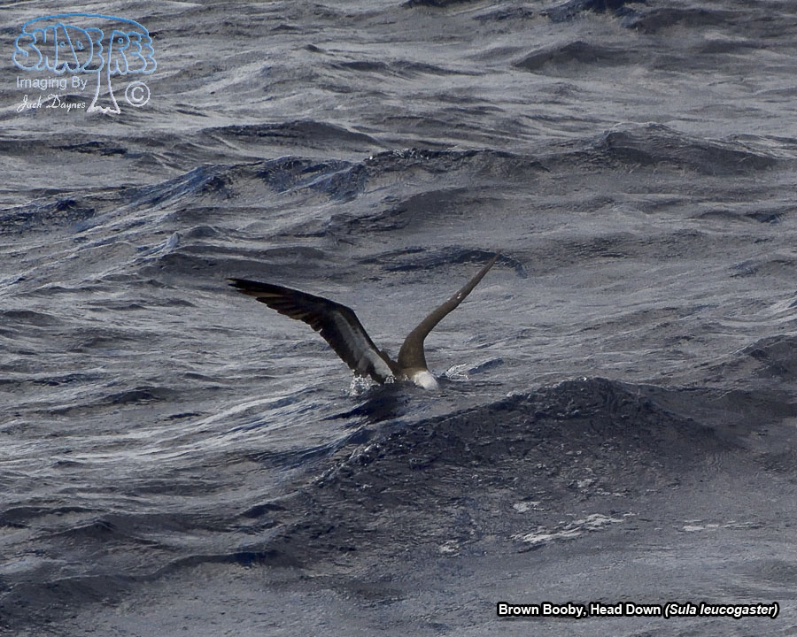 Brown Booby - Sula leucogaster