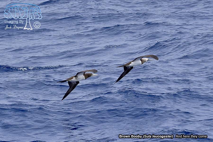 Brown Booby - Sula leucogaster