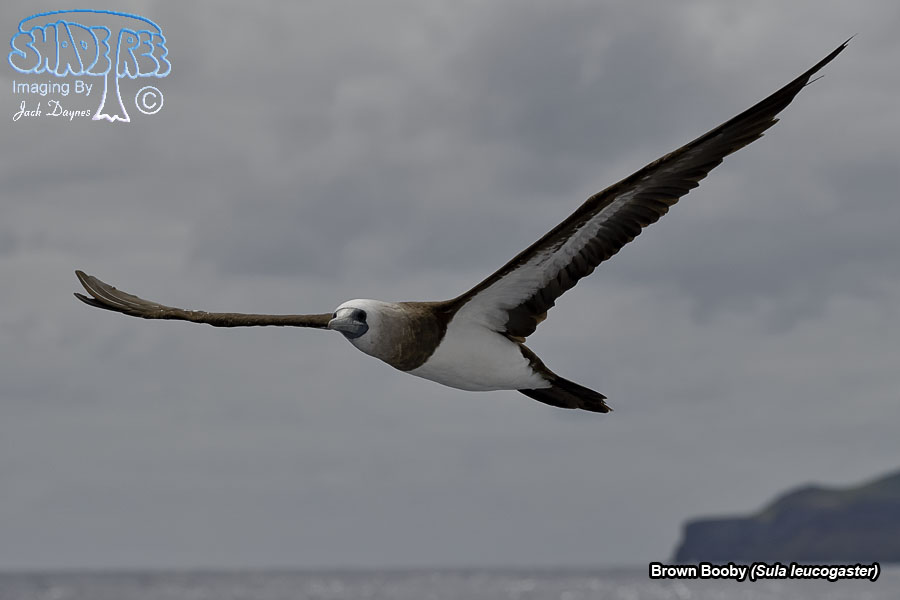 Brown Booby - Sula leucogaster
