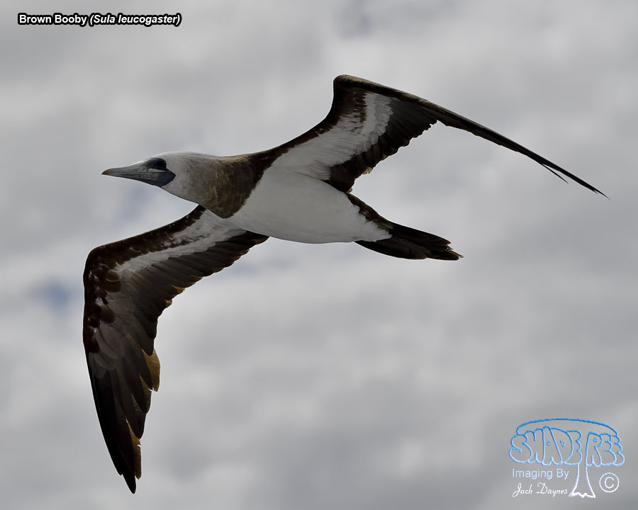 Brown Booby - Sula leucogaster