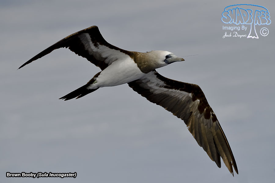 Brown Booby - Sula leucogaster