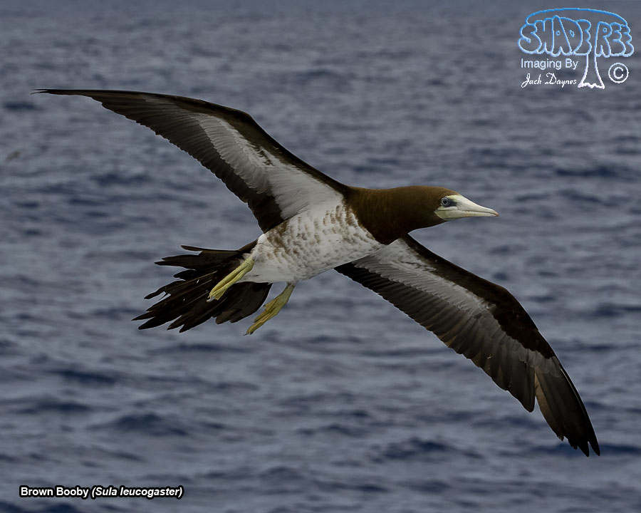Brown Booby - Sula leucogaster