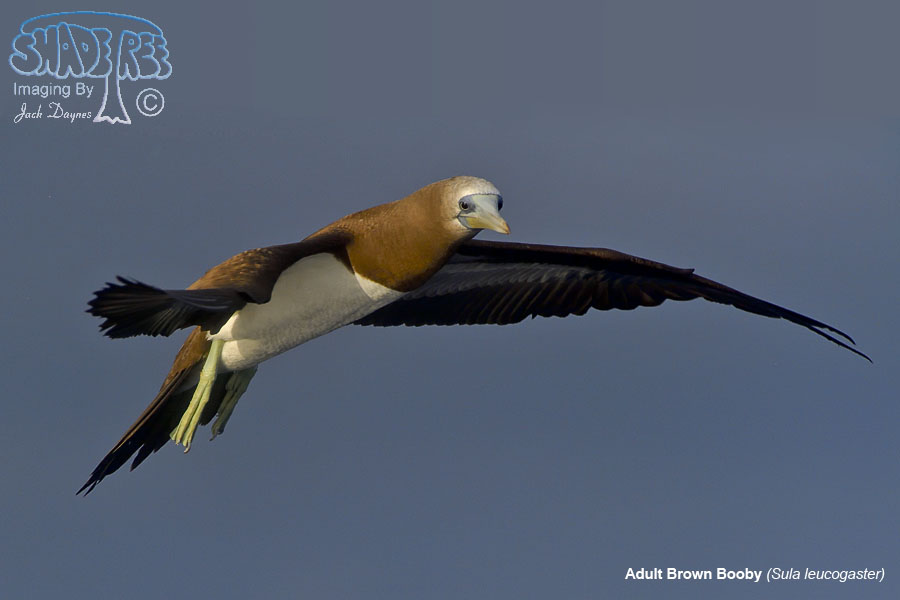 Brown Booby - Sula leucogaster