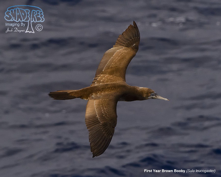 Brown Booby - Sula leucogaster