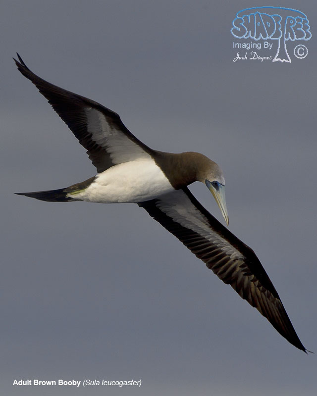 Brown Booby - Sula leucogaster
