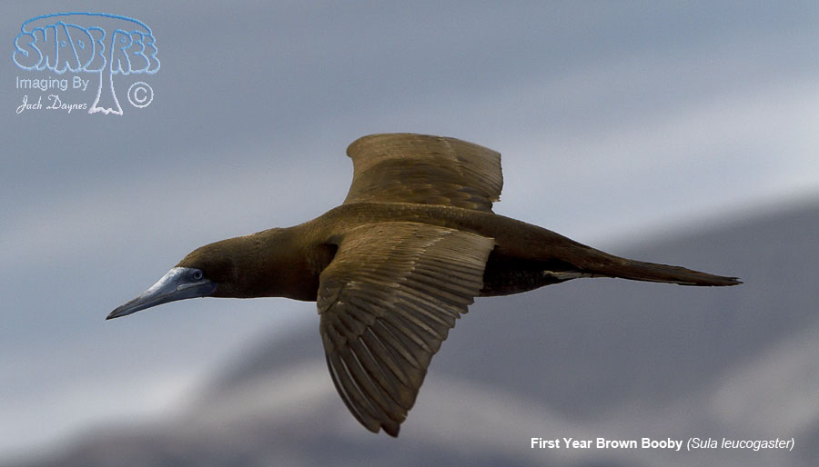 Brown Booby - Sula leucogaster
