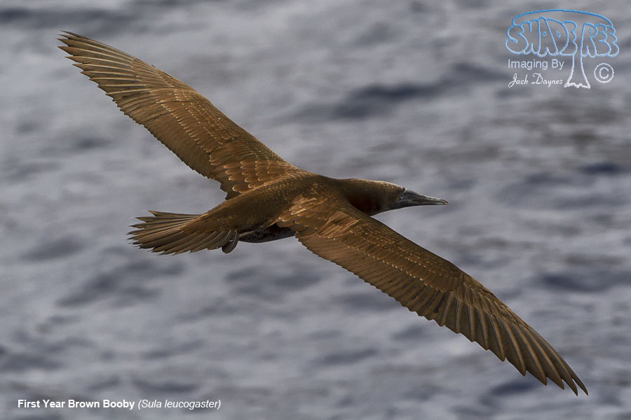 Brown Booby - Sula leucogaster