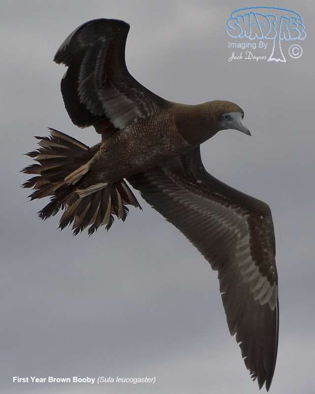 Brown Booby - Sula leucogaster