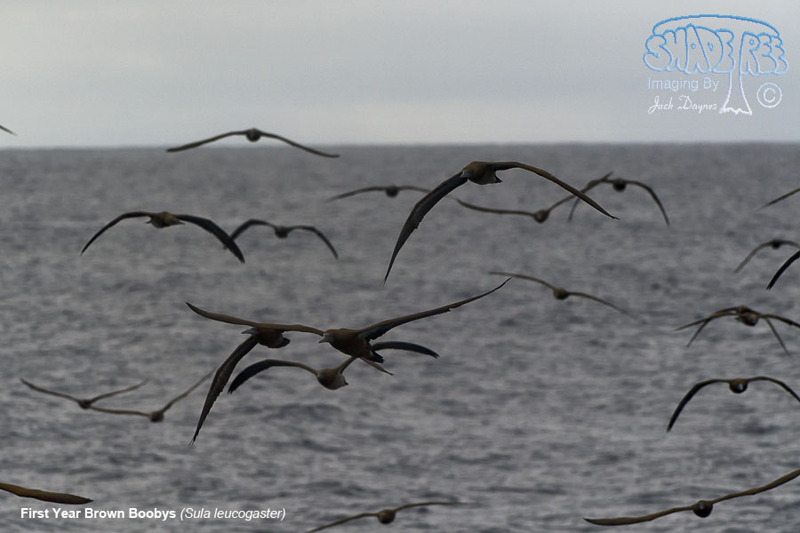 Brown Booby - Sula leucogaster