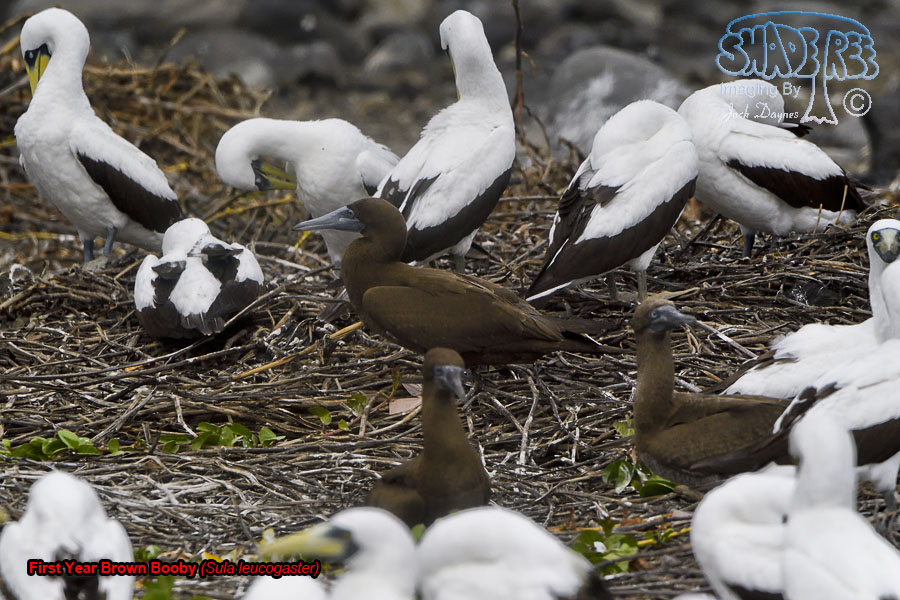 Brown Booby - Sula leucogaster