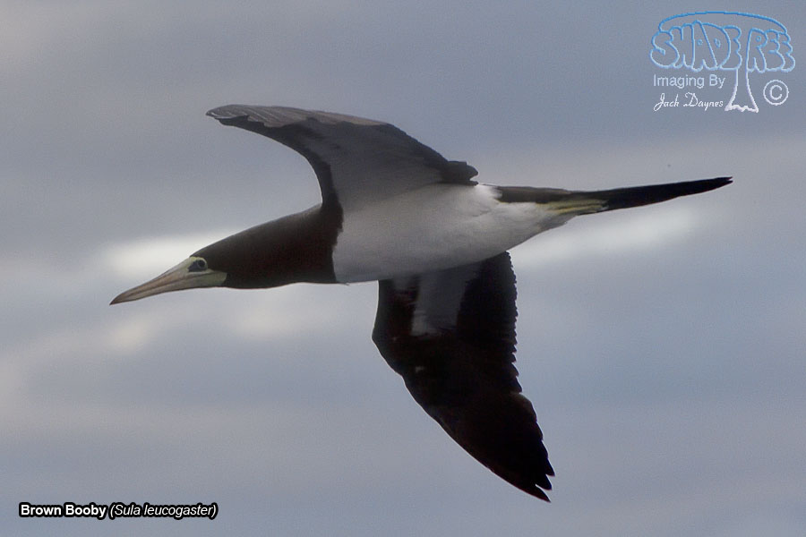 Brown Booby - Sula leucogaster