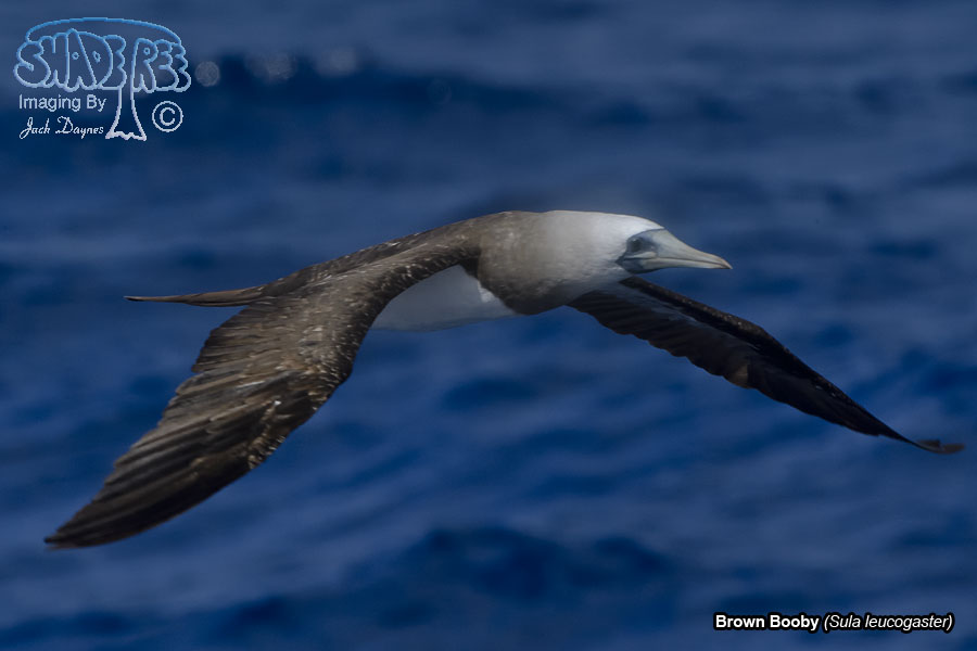 Brown Booby - Sula leucogaster