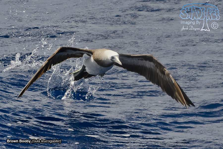 Brown Booby - Sula leucogaster