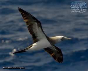 2017-02-18~19 Isla Clarion By Sea