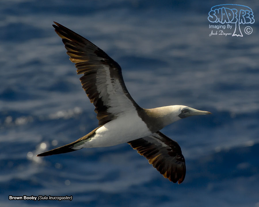 Brown Booby - Sula leucogaster