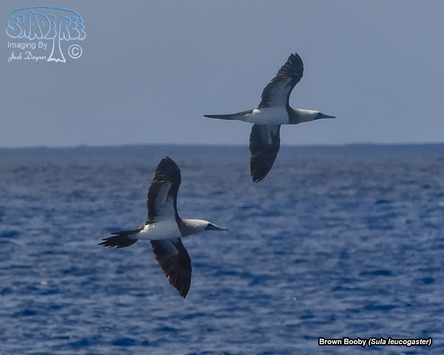 Brown Booby - Sula leucogaster