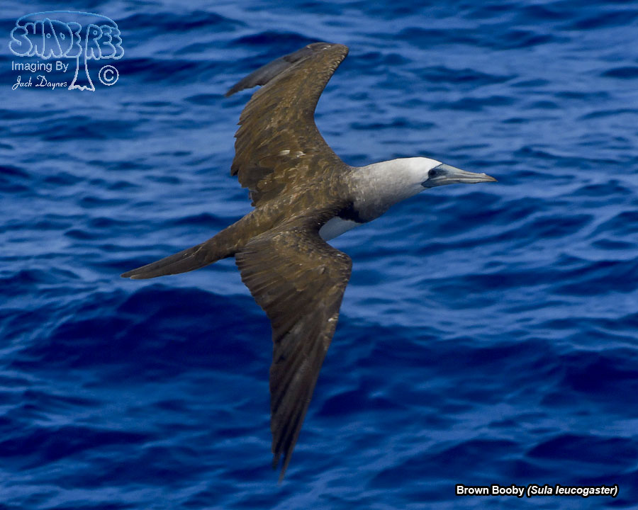 Brown Booby - Sula leucogaster