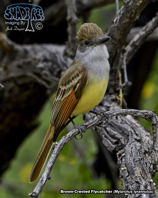 Brown-Crested Flycatcher - Myiarchus tyrannulus