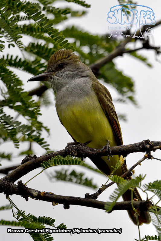 Brown-Crested Flycatcher - Myiarchus tyrannulus