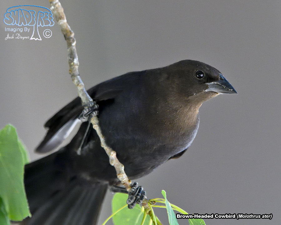 Brown-Headed Cowbird - Molothrus ater