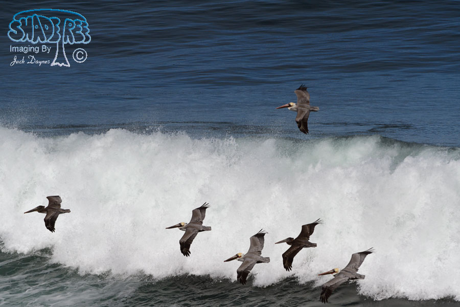 Brown Pelican - Pelecanus occidentalis