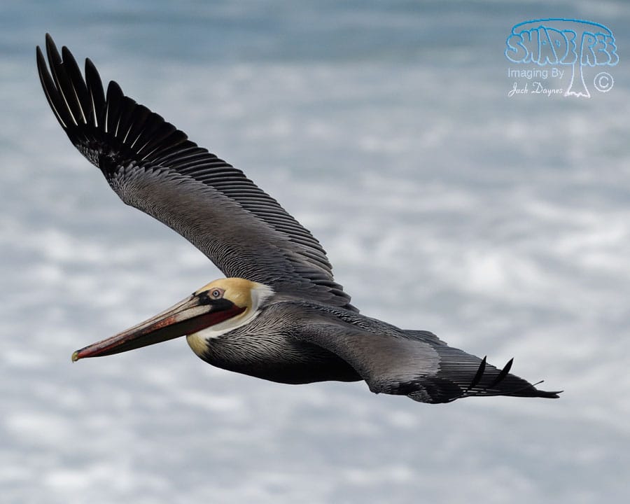 Brown Pelican - Pelecanus occidentalis