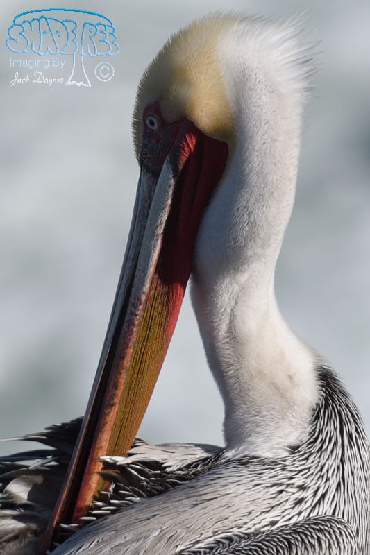 Brown Pelican - Pelecanus occidentalis