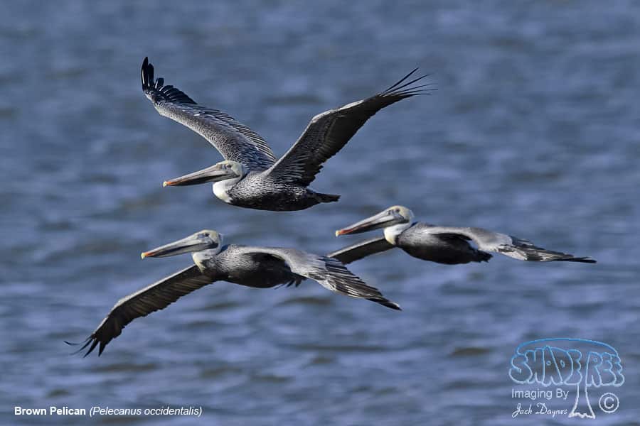 Brown Pelican - Pelecanus occidentalis