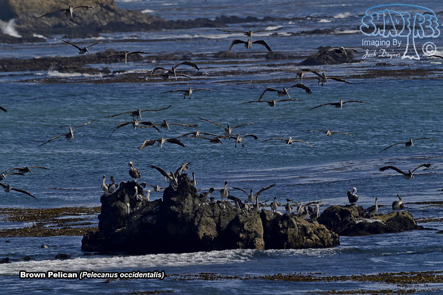 Brown Pelican - Pelecanus occidentalis