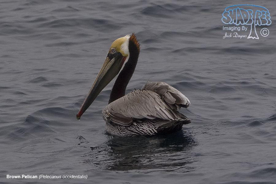 Brown Pelican - Pelecanus occidentalis