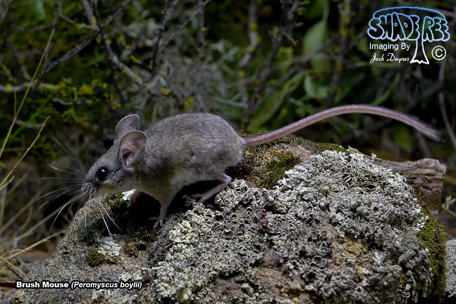 Brush Mouse - Peromyscus boylii
