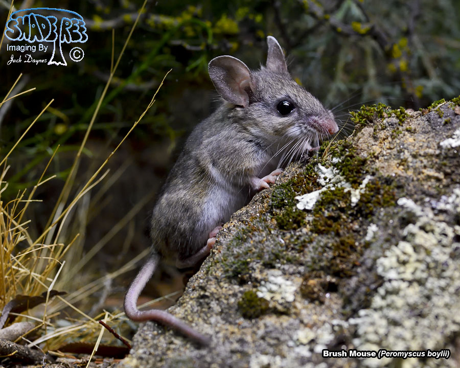 Brush Mouse - Peromyscus boylii