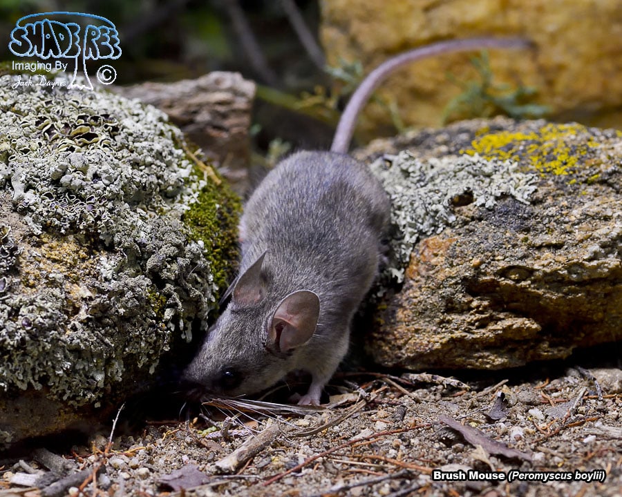Brush Mouse - Peromyscus boylii